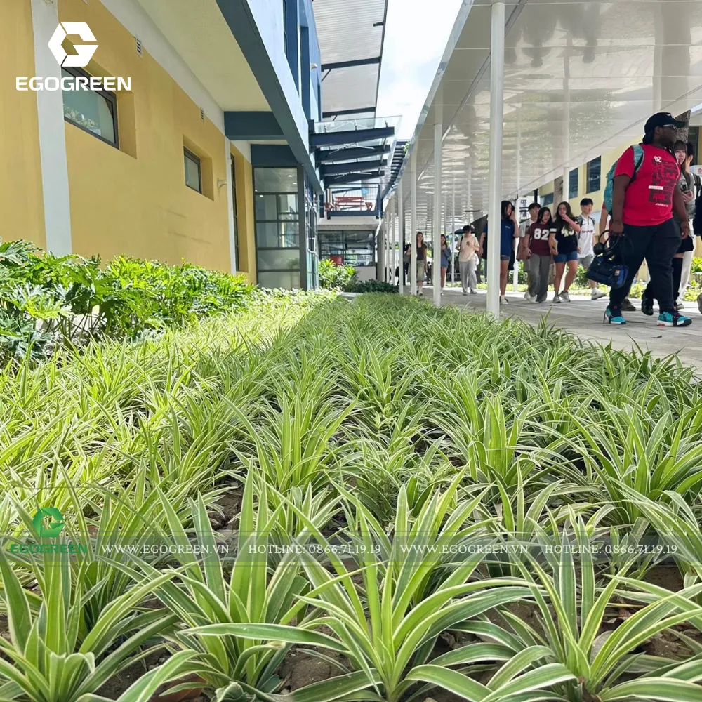 Những loài cây thích nghi tốt được ưu tiên trong 2026.